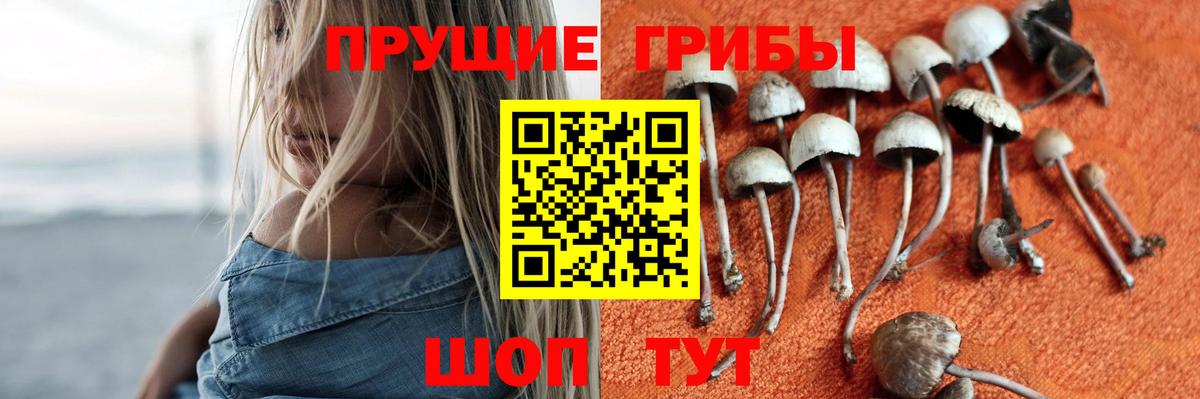 Галлюциногенные грибы Psilocybine cubensis Отрадное